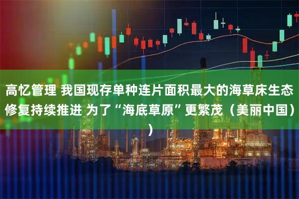 高忆管理 我国现存单种连片面积最大的海草床生态修复持续推进 为了“海底草原”更繁茂(美丽中国)