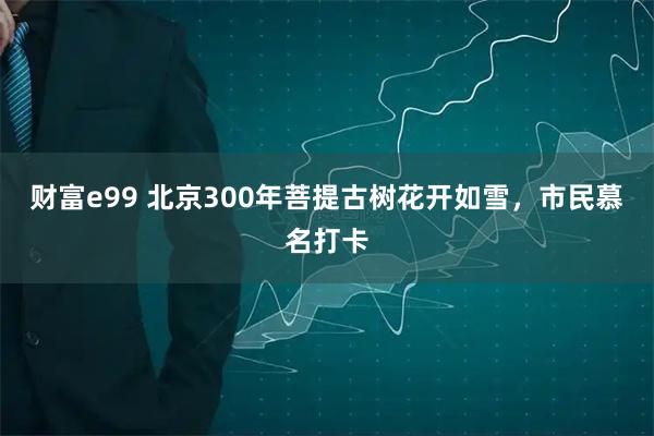 财富e99 北京300年菩提古树花开如雪，市民慕名打卡
